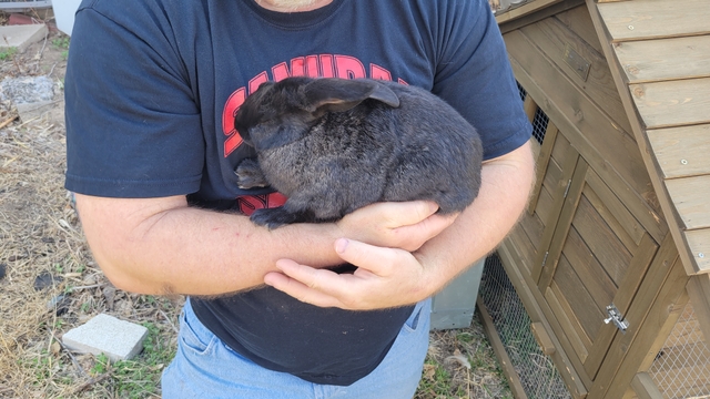 TAMU-K Composite and TAMU-K NZ Rabbits for sale - Nex-Tech Classifieds