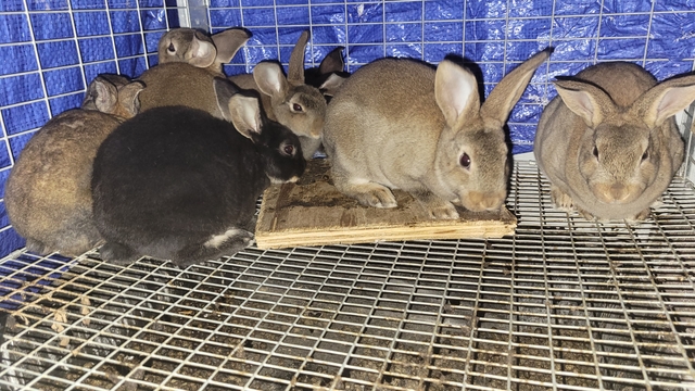 Rex Rabbits for sale - Nex-Tech Classifieds