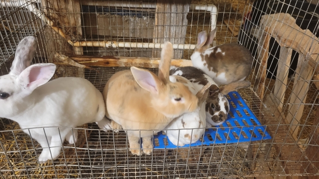 Rex Rabbits for sale - Nex-Tech Classifieds