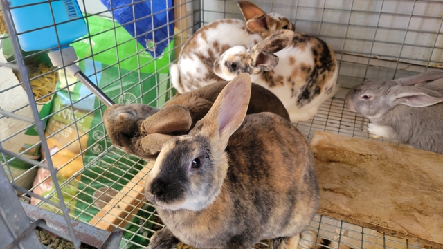 Rex Rabbits for sale - Nex-Tech Classifieds