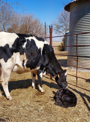 Holstein Cow with new heifer calf - Nex-Tech Classifieds