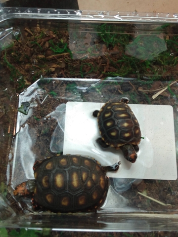 Cherry head tortoises - Nex-Tech Classifieds