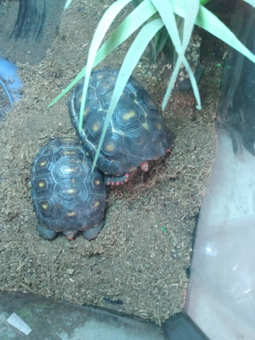 Cherry head tortoises - Nex-Tech Classifieds