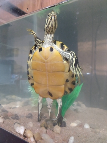 Yellow Belly Turtle - Nex-tech Classifieds