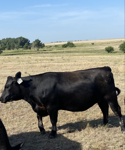 MILO STALKS WITH BRED HEIFERS - Nex-Tech Classifieds