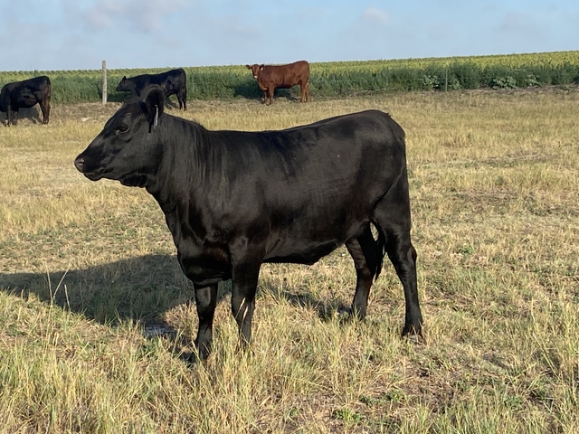 MILO STALKS WITH BRED HEIFERS - Nex-Tech Classifieds