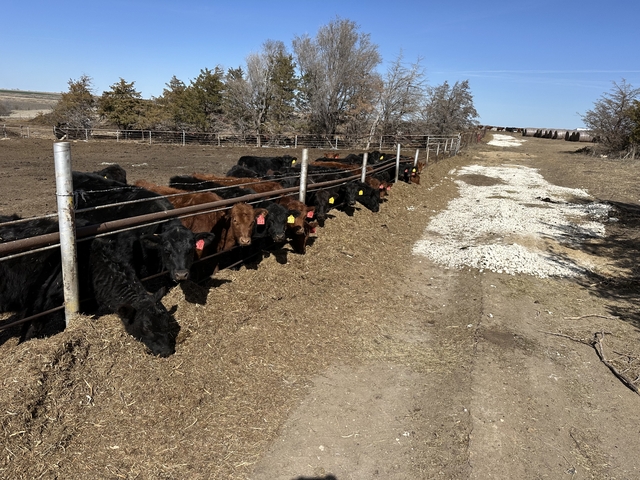 Heifers - Nex-Tech Classifieds