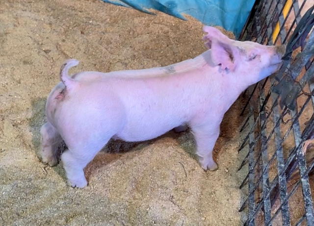 Eder Showpigs Online Sale 3/17 - Nex-Tech Classifieds