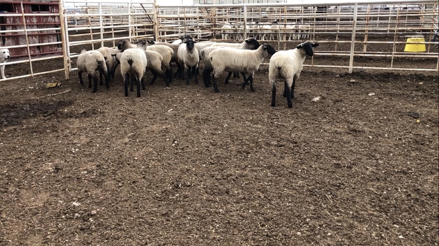 15 fall born Suffolk ewe lambs - Nex-Tech Classifieds