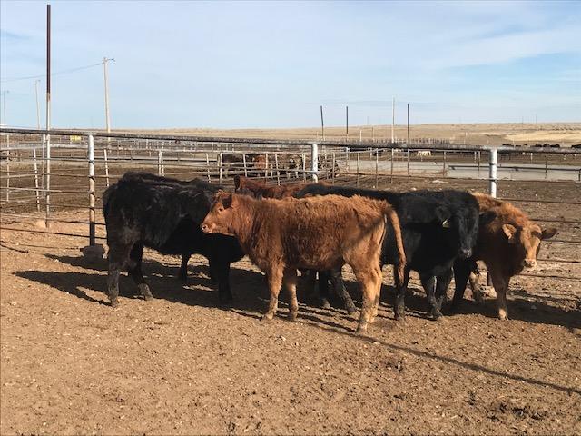 Braunvieh heifers - Nex-Tech Classifieds