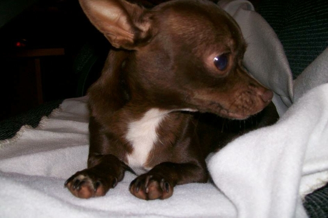 looking for a chocolate colored chihuahua NexTech