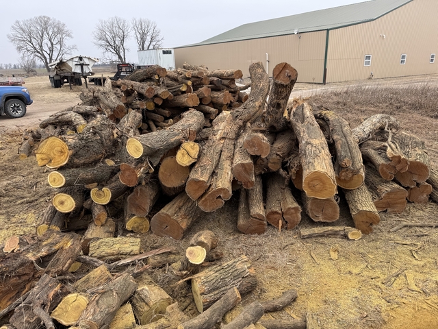 Fresh cut hedge posts - Nex-Tech Classifieds