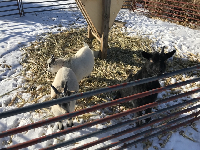 Nigerian Dwarf Goats - Nex-Tech Classifieds