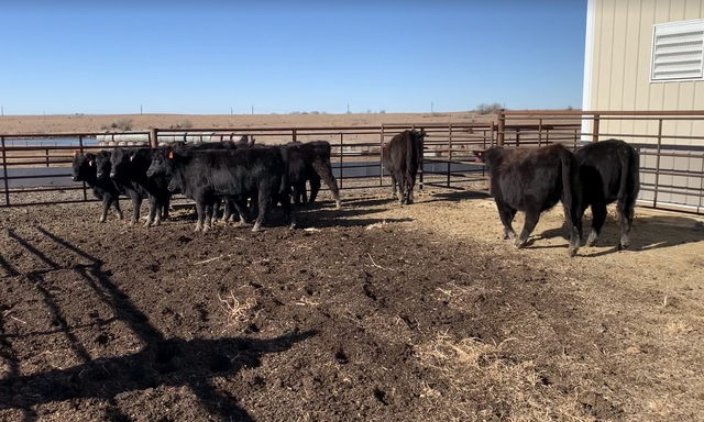 14 Sim-Angus Open Yearling Heifers - Bull Sired - Nex-Tech Classifieds