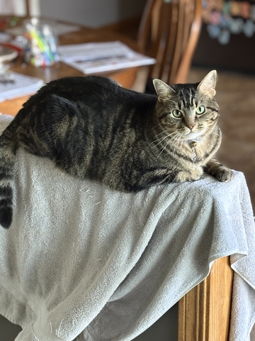 Free Cats. - Nex-Tech Classifieds