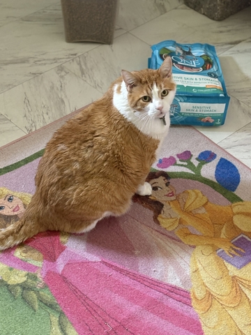 Free Cats. - Nex-Tech Classifieds