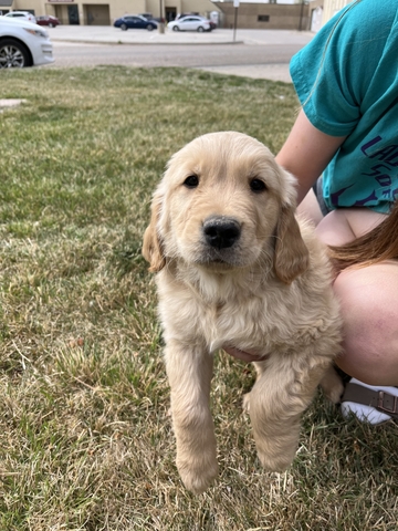 Golden Retriever Puppies! - Nex-tech Classifieds