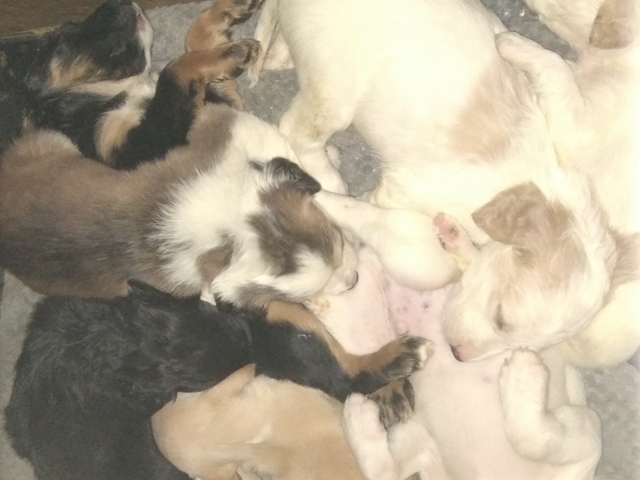 Australian Shepherd Lab Mix Puppies Nex Tech Classifieds   Listing Pic 2028508 1670834614 TBBQtbl 