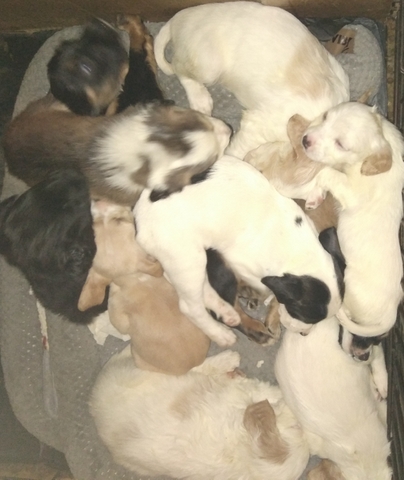 Australian Shepherd Lab Mix Puppies Nex Tech Classifieds   Listing Pic 2028508 1670834614 ER2MWxu 