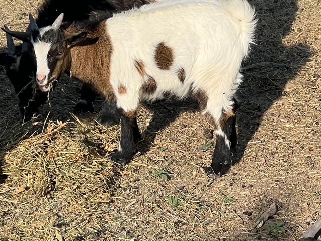 Nigerian fainting goat billy - Nex-Tech Classifieds