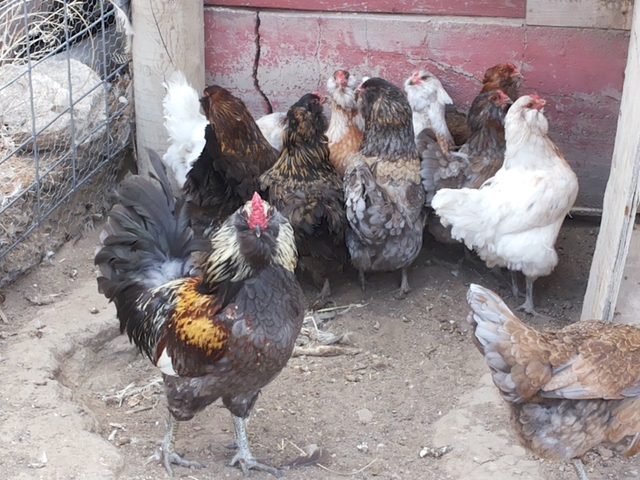 Young Americana Laying Hens - Nex-Tech Classifieds