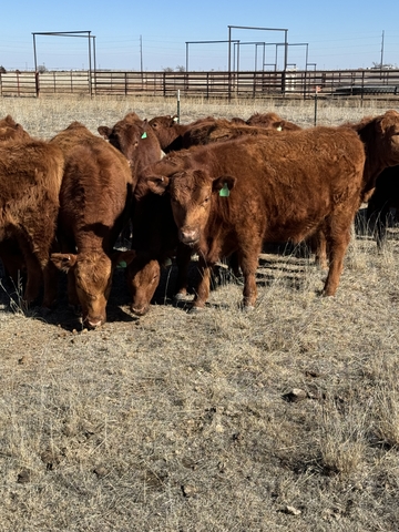 Commercial Red Angus Replacement Heifers - Nex-Tech Classifieds