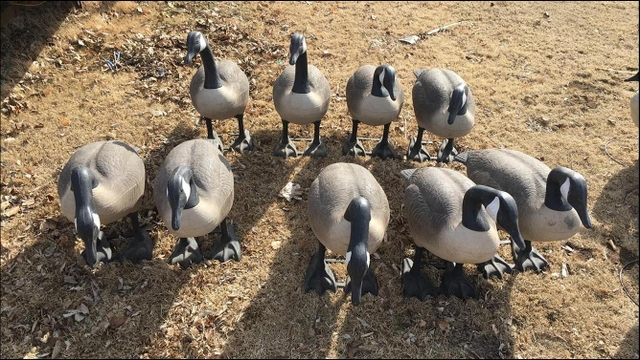 Goose Decoys For Sale >> Sold Goose Decoy Goose Decoys For Sale >> Sold Goose Decoy