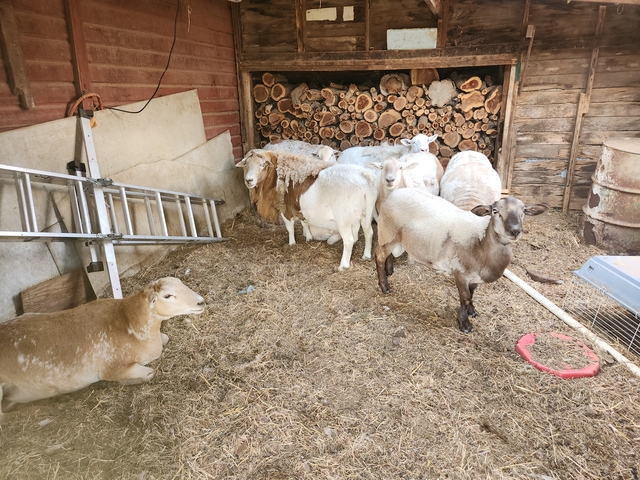 Katahdin Sheep Flock - Nex-Tech Classifieds