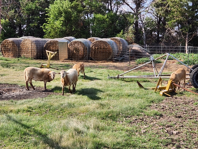 Katahdin Sheep Flock - Nex-Tech Classifieds