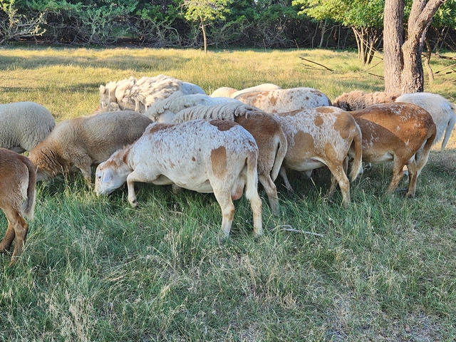 Katahdin Sheep Flock - Nex-Tech Classifieds