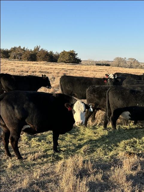 BWF Bred Cows - Nex-Tech Classifieds