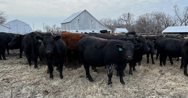 Simmental X Angus Bred Heifers Nex Tech Classifieds