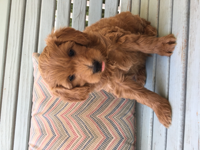 mini teddy bear goldendoodles for sale