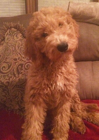 15 week deals old goldendoodle