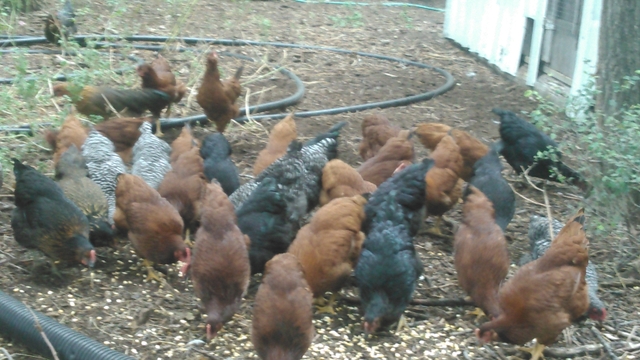 Free Range Young Pullets and Starting To Lay! - Nex-Tech Classifieds