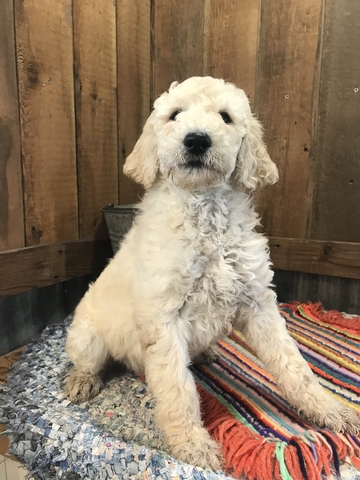 baby standard poodle