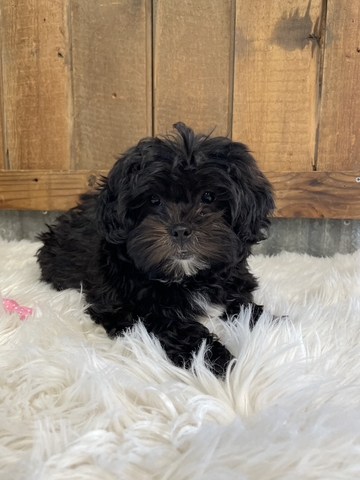 Super Cute Tiny Shihpoo puppies - Nex-Tech Classifieds