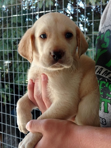 Trading post labrador puppies orders