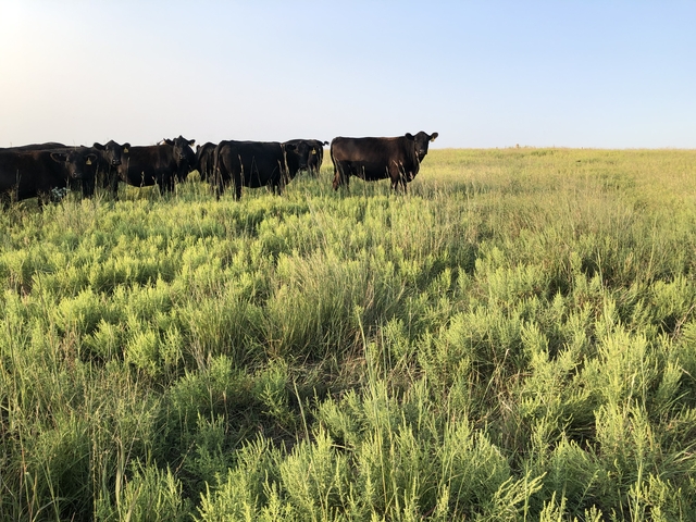 Fall calving cows for sale - Nex-Tech Classifieds