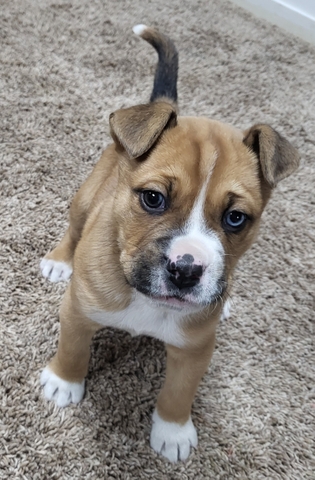 German shepherd boxer mix puppy - Nex-Tech Classifieds