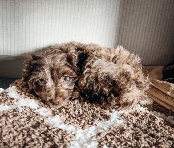 Chocolate clearance merle cockapoo