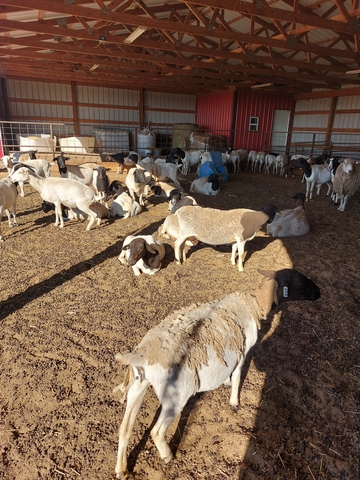 75 bred ewes. And 1 ram - Nex-Tech Classifieds