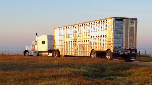2016 Merritt Goldline 52' Spread Axle Cattle Trailer - Nex-Tech Classifieds