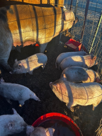 Baby Feeder Pigs - Nex-Tech Classifieds