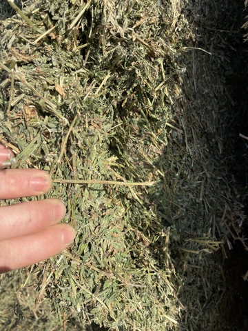 Organic alfalfa bales 3x3x8 - Nex-Tech Classifieds