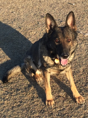 German Shepherd - PENDING - Nex-Tech Classifieds