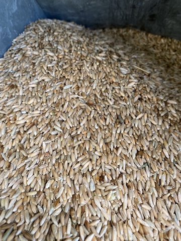 Elbon Rye Seed - Nex-Tech Classifieds