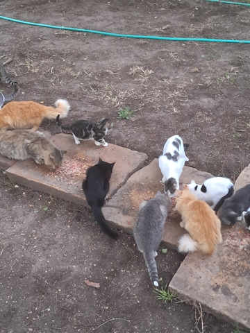 Cats/Kittens - Nex-Tech Classifieds