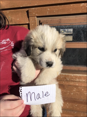 great pyrenees for sale
