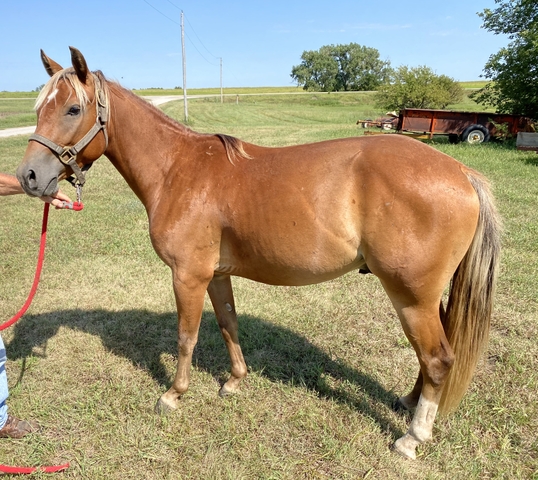 2-1-2-year-old-horse-for-sale-nex-tech-classifieds